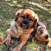 fuzzsfanpage - @ryankoller - TikTok