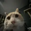 Ryan Labonte - @thebiglabonte - TikTok