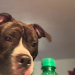 Ryan Lapointe - @ryanlapoint_603 - Instagram