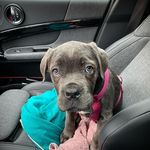Ryan Lindeman - @bella.italianmastiff - Instagram
