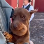 Ryan Lizamas Dog - @ryan_lizama_dog.9 - Instagram
