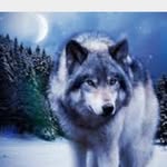 Ryanlomas - @wolf_boy_959 - Instagram