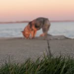 Ryan Macklin - @macks_frenchies_co - Instagram
