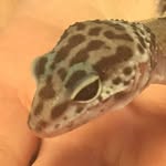 Gecko - @ryan.manners_ - Instagram