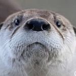 Ryan Massengill - @otterboss54 - Instagram