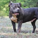 Ryan Mathes - @westga_bullies - Instagram