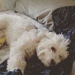Ryan Maynor - @mrmaymaymaybe - Instagram