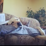 Ryan Mcateer - @mallarmesocks - Instagram