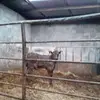 ryanmcpartland72 - @ryanmcpartland72 - TikTok