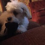 Ryan Mcphee - @ryanemcphee - Instagram