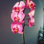 @ryan_morelli_x18 - Instagram