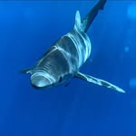 Ryan Mountain - @saltwater_rambler - Instagram