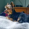 Ryan Muncy - @mozartthdog - TikTok
