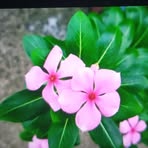 Ryan Munsi - Facebook