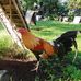 Ryan Murillo - Facebook