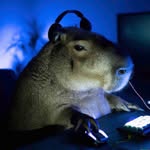 Ryan Nace - @capybara.dmg - Instagram