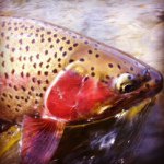 Ryan Newman - @rockymtnoutfitters - Instagram