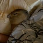 Ryan Nishimura - Facebook