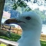 Ryan Opperman - @ryan_opperman - Instagram