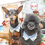 pet salon toutoublanc 塩崎 - @toutoublanc_shiozaki - Instagram
