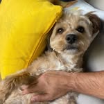 Ryan Pinto - @ryanpinto98 - Instagram