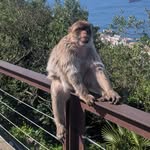 ryan pritchard - @littlefurrybastards - Instagram