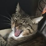 Ryan Putnam - @fictionalcattos - Instagram