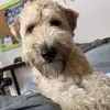 pattyryanredican - @pattyryanredican - TikTok
