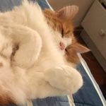 Ryan Rigney - @beter_obama - Instagram