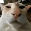 Suspicious Feline - @ryanrombach4 - TikTok