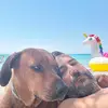 ryanbrooke5 - @ryanbrooke5 - TikTok