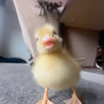 Ryan Rusch - @ryan_is_a_duckling - Instagram