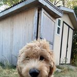 Ryan Sabourin - @justsomefosterdad - Instagram