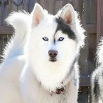 Ryan Salvatore - @huskysamoyedpups - Instagram