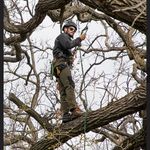 Ryan Sams - @windycityarborist - Instagram