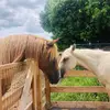 RyansRanch - @ryansranch - TikTok