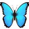 butterflyryry1 - @ryanscanlan2 - TikTok