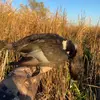Ryan Schaffer - @fowlmn - TikTok