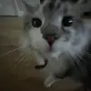 Ryan_shi - @ryan_shi - TikTok