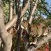 Ryan Shupe - Facebook