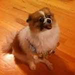 Ryan Slocum - @sasha_princess_of_canines - Instagram