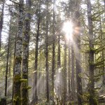 Ryan Sonntag - @inthetimberphotography - Instagram