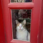 Ryan Spanier - @im_ana_im_a_cat - Instagram