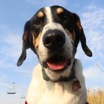 Ryan Stallard - @scoby_doggy - Instagram