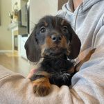 Ryan Stitt - @millie_the_mini_doxie_ - Instagram