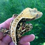 Ryan Strom - @high_caliber_cresties - Instagram