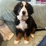 Sullivan Ryan (Sully Bear🐻) - @sully.thebernerbear - Instagram