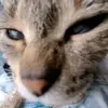 ryan trice - @ryan.trice5 - TikTok