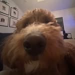 @ryan.trimarchi - Instagram