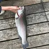 ryan_cheal_trout_fishing - @ryanchaeltroutfishing - TikTok